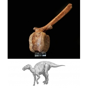 Dinosaurus Wervel Edmontosaurus