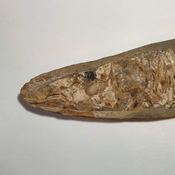 Prachtig fossiel van een vis in Matrix, Vinctifer comptomi