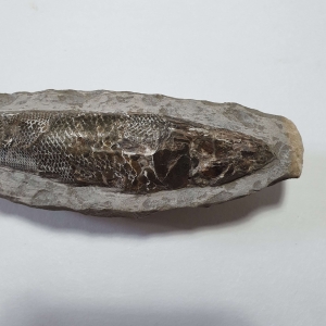 Prachtig fossiel van een vis in Matrix, Rhacolepis buccalis