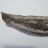 Prachtig fossiel van een vis in Matrix, Rhacolepis buccalis