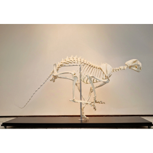 Museum kwalitatief skelet jachtluipaard, cheeta