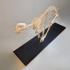 Museum kwalitatief skelet jachtluipaard, cheeta