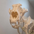 Museum kwalitatief skelet leeuw, man
