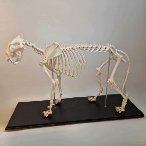 Museum kwalitatief skelet leeuw, man