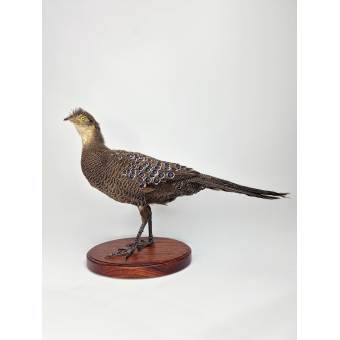 Taxidermy Grauer Pfauenfasan