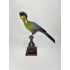 Hermoso Turaco Taxidermia Mejillas Blancas