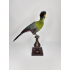 Hermoso Turaco Taxidermia Mejillas Blancas