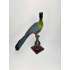 Hermoso Turaco Taxidermia Mejillas Blancas