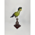 Hermoso Turaco Taxidermia Mejillas Blancas