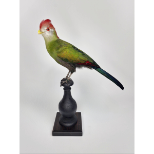 Taxidermia Turaco Cresta Roja