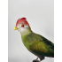 Präparatoren Turaco mit rotem Haube