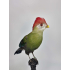 Präparatoren Turaco mit rotem Haube