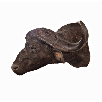 Beautiful stuffed head of a Kaffir buffalo