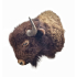 Beautiful XXL mounted head of an American Bison