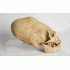 Replica Inca schedel 