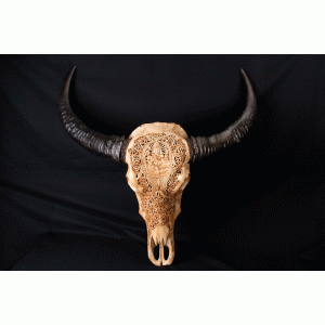 Gegraveerde buffel schedel
