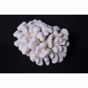 Hertshoorn koraal