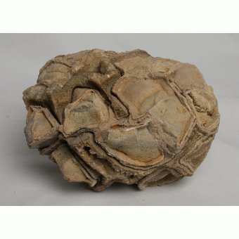 Septarian nodule 