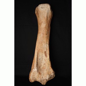 Scheenbeen (Tibia) mammoet