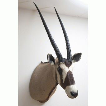 Gemsbok