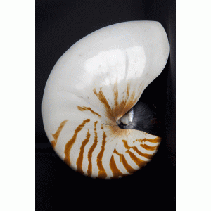 Nautilus pompilius