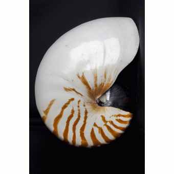 Nautilus pompilius