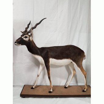 Opgezette Indische Antilope