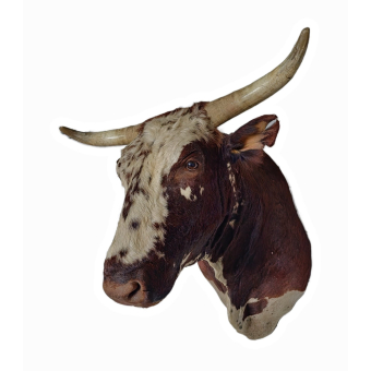 Beautiful stuffed head of a bull