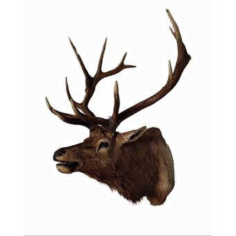 Beautiful XXL stuffed head of a Canadian Wapiti / Elk