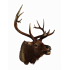 Beautiful XXL stuffed head of a Canadian Wapiti / Elk