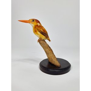 Taxidermy Madagascar pygmy kingfisher