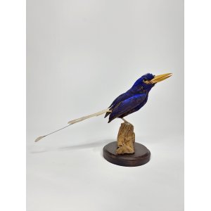 Taxidermy numfor paradise kingfisher