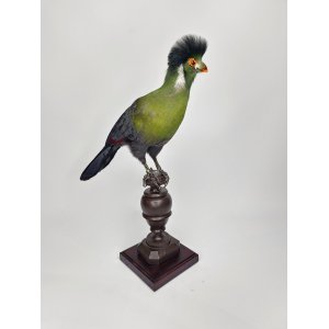 Beautiful stuffed white-cheeked turaco  