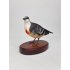 Taxidermy Daggerpigeon