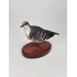 Taxidermy Daggerpigeon