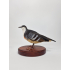 Taxidermy Daggerpigeon