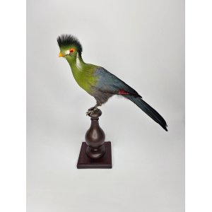 Beautiful Taxidermy White-cheeked Turaco