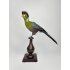 Hermoso Turaco Taxidermia Mejillas Blancas