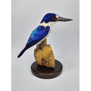 Rare mounted Macleay's kingfisher