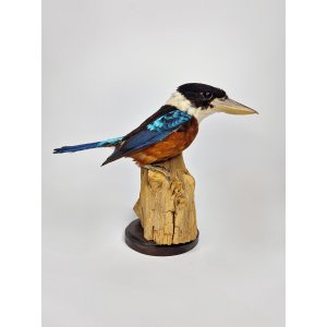 Rare taxidermy red-bellied kokabura