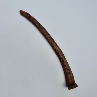 Tent hook, Inuit, c.a. 2000 - 8000 BP. 