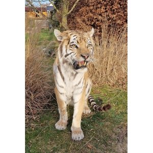 Fantastische opgezette Siberische of Amur tijger, opgezette tijger VERKOCHT!