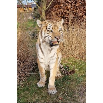 Fantastische opgezette Siberische of Amur tijger, opgezette tijger VERKOCHT!