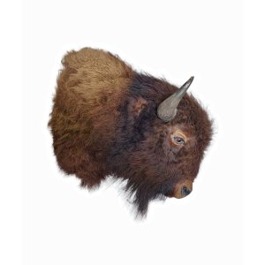 Beautiful XXL mounted head of an American Bison